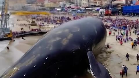 A Whale on Land? Shocking Footage!