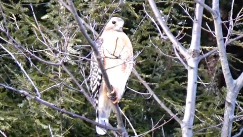 Red-tailed hawk