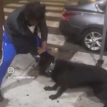 Man vs DOG
