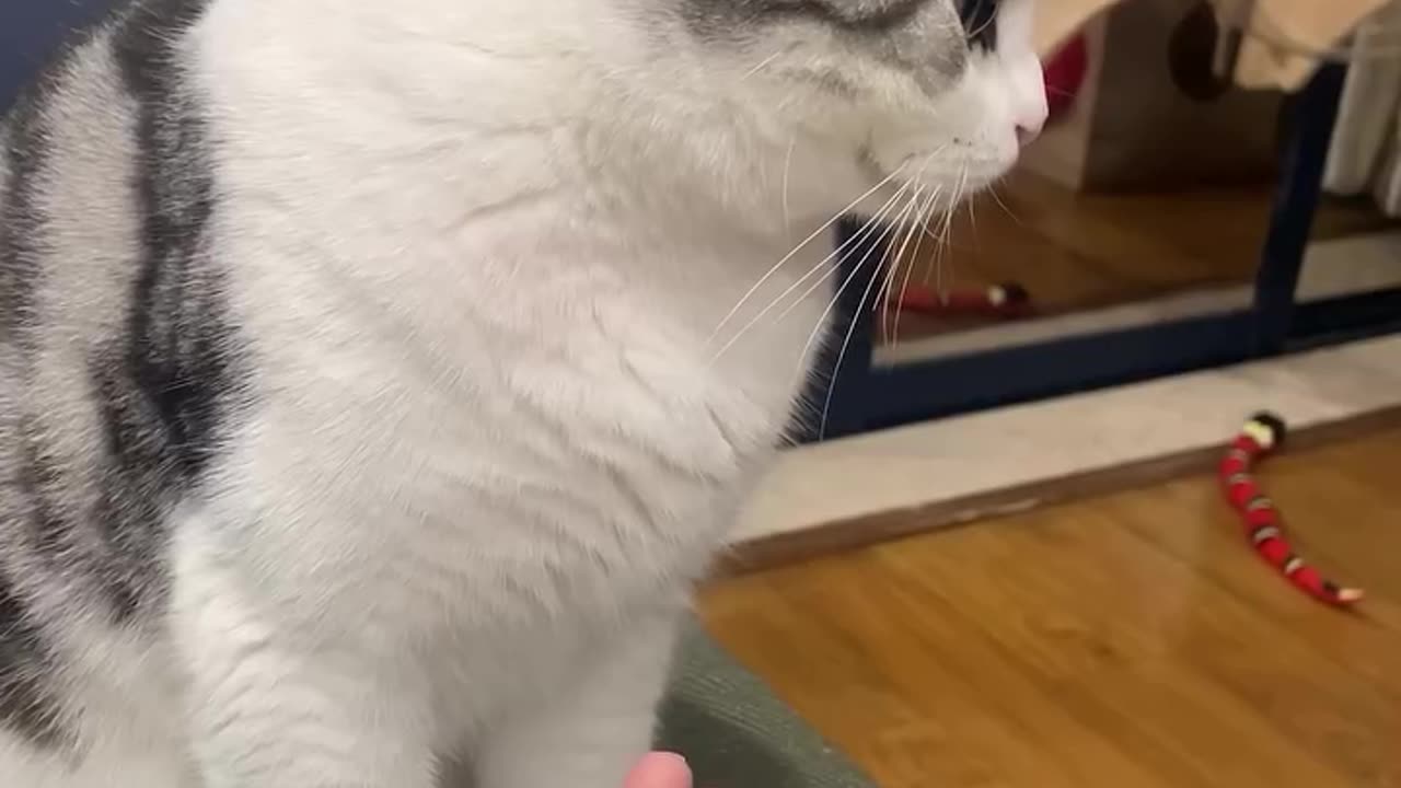 Cats can become angreatened, frustrated, or unwell.