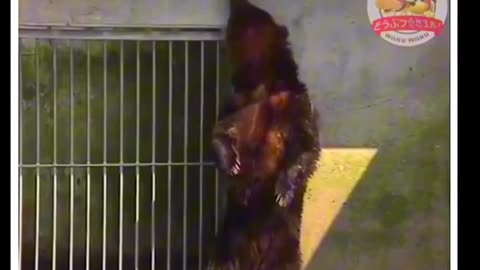 Japan scientist give alcohol to bears to capture there reactions