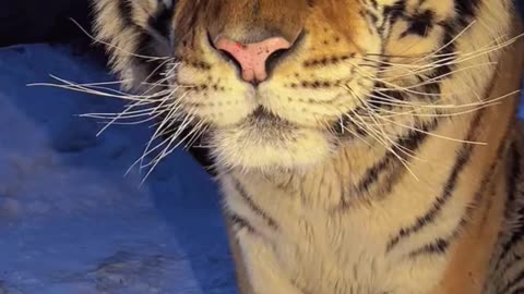 funny big cat 😍