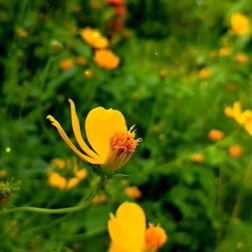 Beautiful flowers beautiful nature 🥰😘