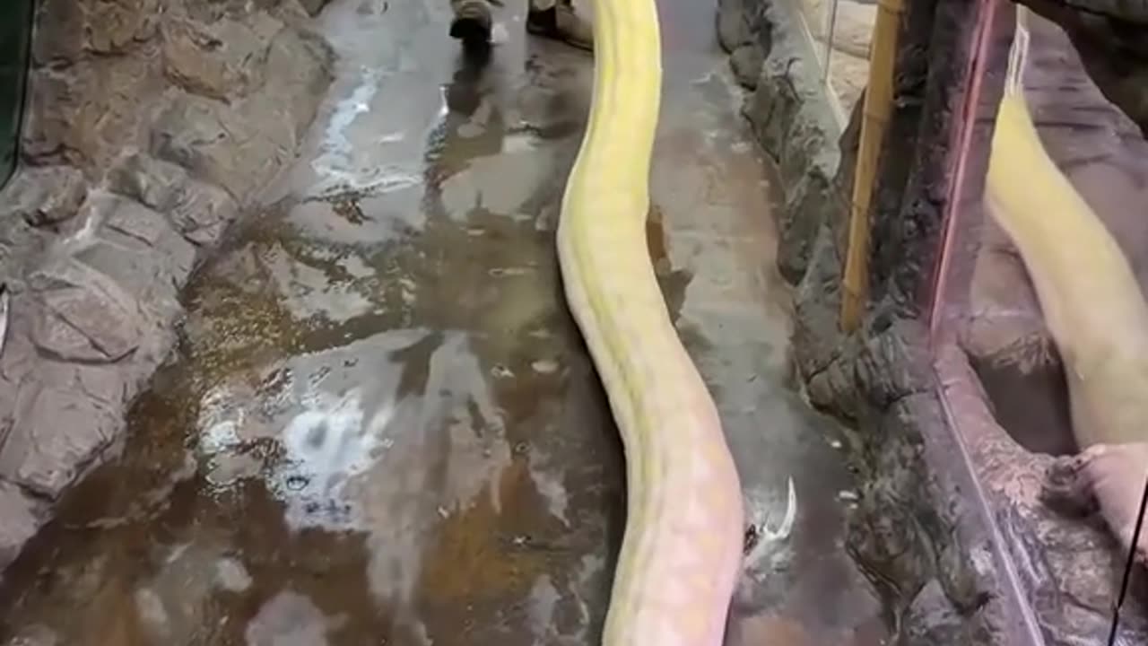 FULL-BODY WORKOUT AT THE ZOO!😅🐍