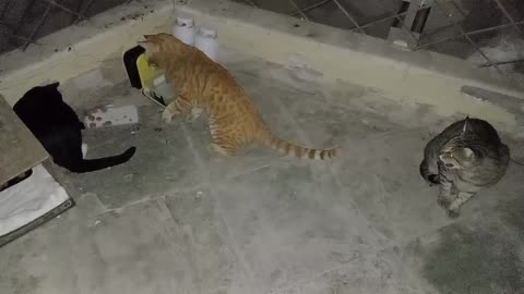 Homeless cat in Ras Al Khaimah UAE: CHRIS MARTIN & RIHANNA & JANET JACKSON #cat #cats #TheVoice #pet