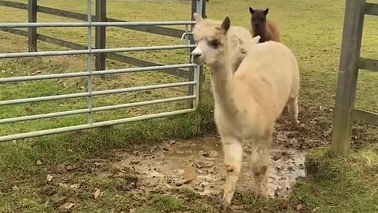Fun Animal Fact: Puddle Jumping is an extreme sport for alpacas!