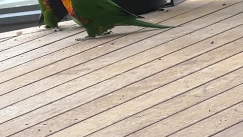 Baby Birds Balance on Ball