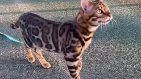 Funy Cats 🥰 TikTok Viral cats 🥰Pet lovers 🥰#shorts #cat #pets #youtubeshorts