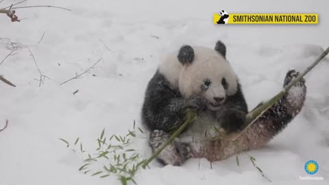 Giant Pandas play in the snow