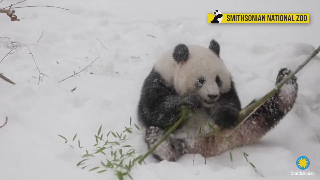 Giant Pandas play in the snow