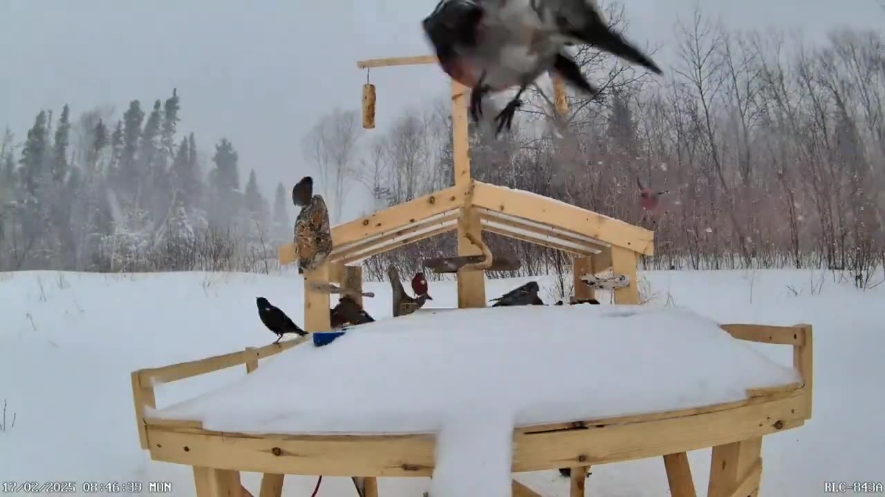 Snowstorm at the bird feeder in time-lapse