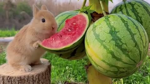 bunny taste watermelon