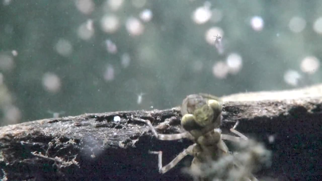 Dragonfly Nymph Lurks And Strikes