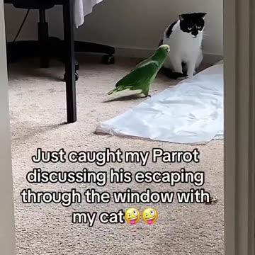Parrot Funny Moments 😂