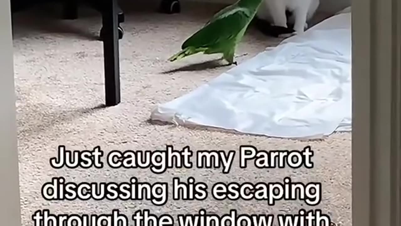Parrot Funny Moments 😂
