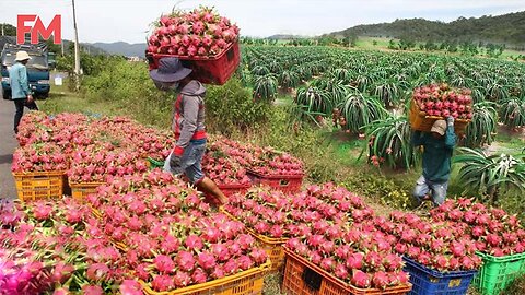 Amazing Modern Dragon Fruit Processing Factory | From Farming to Harvesting and Production