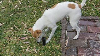 Jack Russel Terrier vs Sprinkler