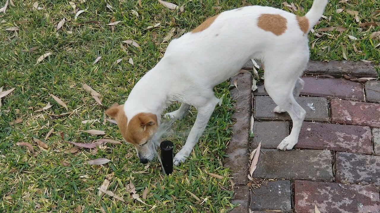 Jack Russel Terrier vs Sprinkler