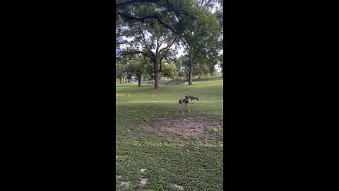 Deer in Kerrville, Texas