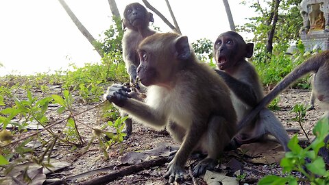 Baby Monkeys LOVE Playing at the Beach