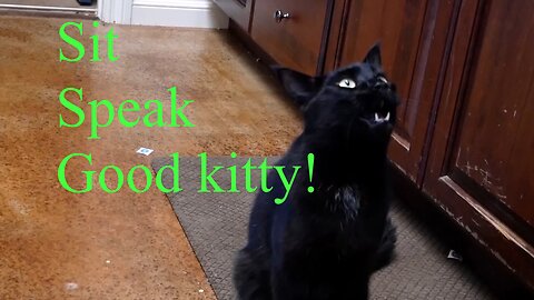 Your cat is probably rude #trainingcats #kittymanners