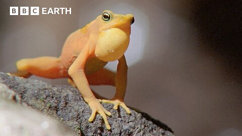 Golden Frogs Battle for Territory and Love | BBC Earth