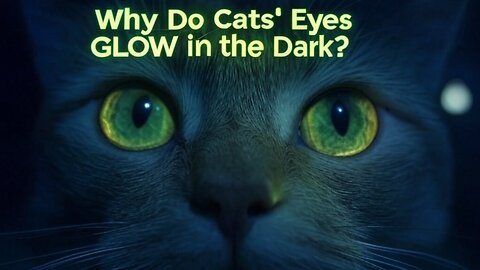 Why Do Cats' Eyes Glow in the Dark The Secret Behind Their Night Vision!