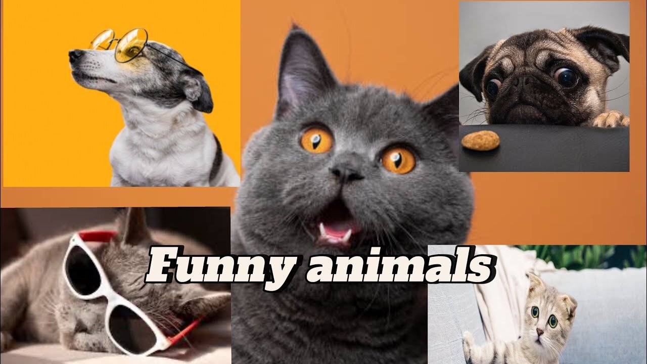 Funniest Cats and Dogs | Funny Animal Videos