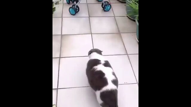 Funny Cat Videos 5