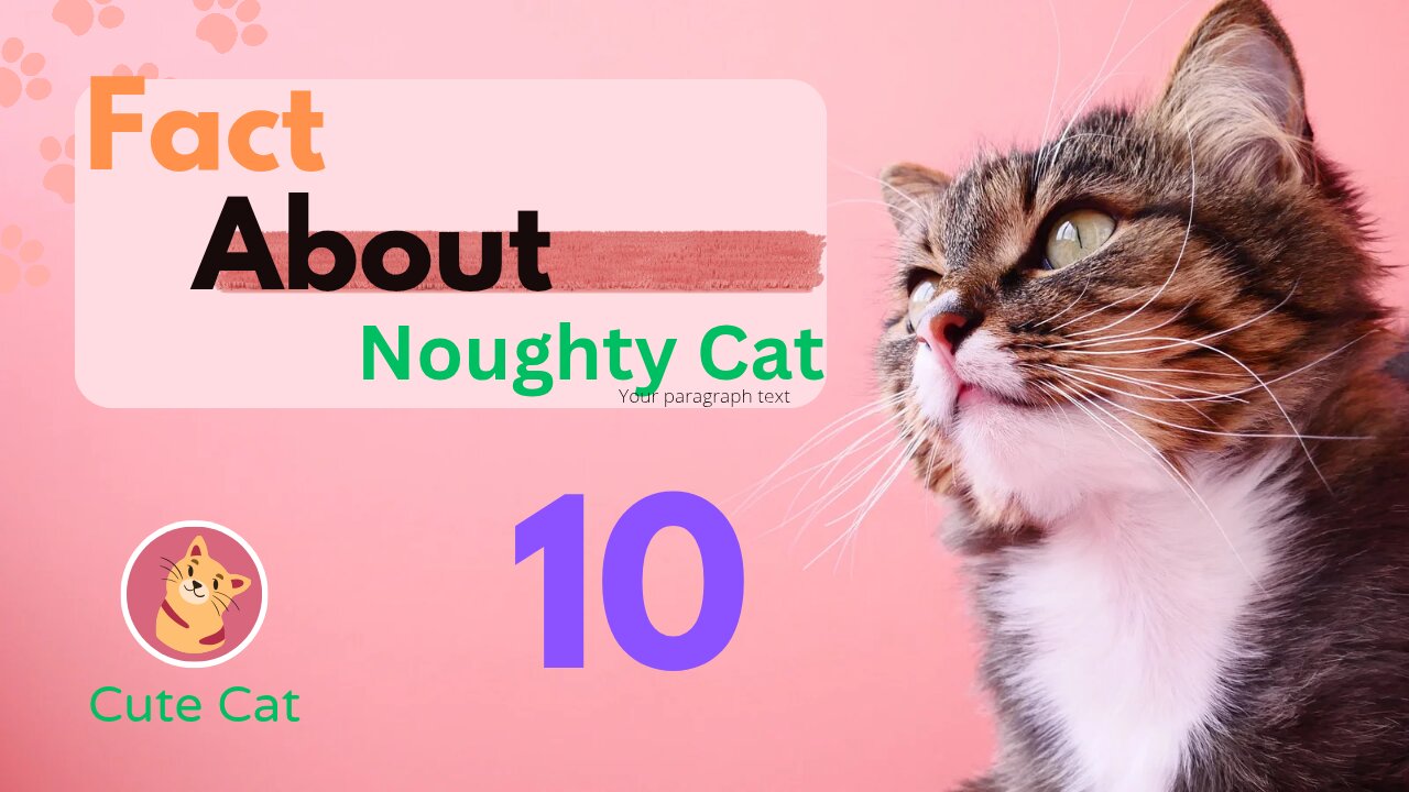 Fact About Cute Cat | Noughty Cat