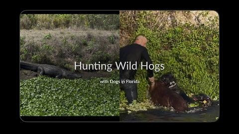 Cane Corso - Powerful Hunting Catch Dog at work in Florida