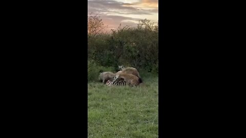 Hyenas Devours a Zebra in Minutes