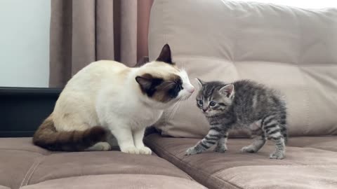 Cat Meeting New Baby Kitten for the First Time