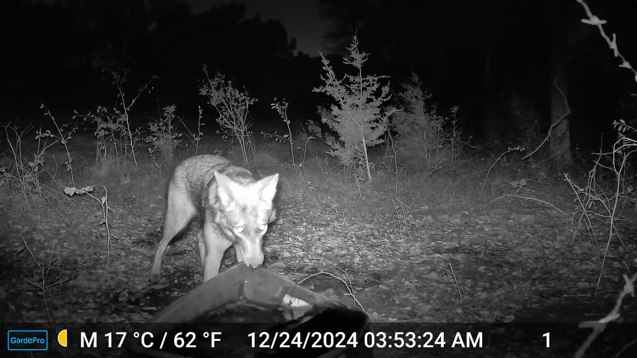 Coyote Drags Water Tub 8