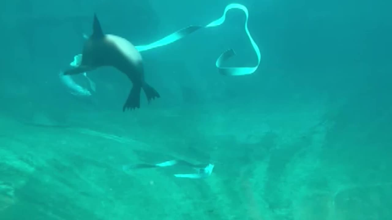 Pepper the sea lion pup spins underwater with ribbon at Point Defiance Zoo & Aquarium in Tacoma, WA