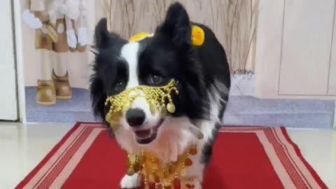 The dog learned to walk like a cat.