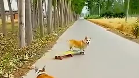 Fun-filled corgi adventure!