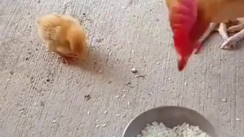 Rooster eating (45)