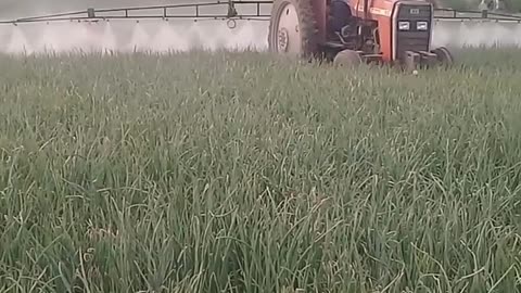 Modern Spraying with Tractor on an Onion Farm