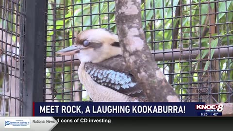 Zoo Buddy: Laughing Kookaburras!