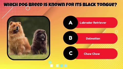 How much do you know about cats and dogs?