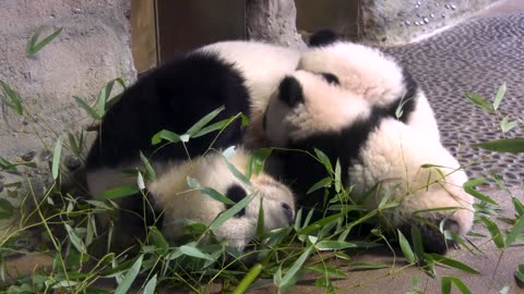 Berlin zoo offers first public glimpse of panda cubs
