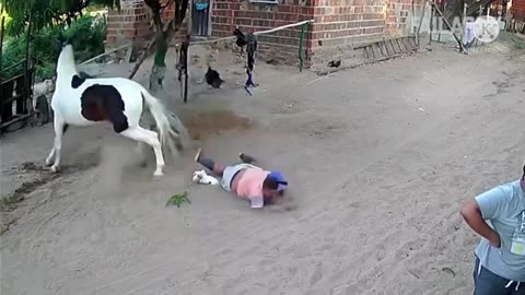 😂funny animal videos 2025 🤣 funniest elephant and horse videos