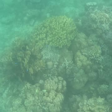 Afternoon Snorkeling