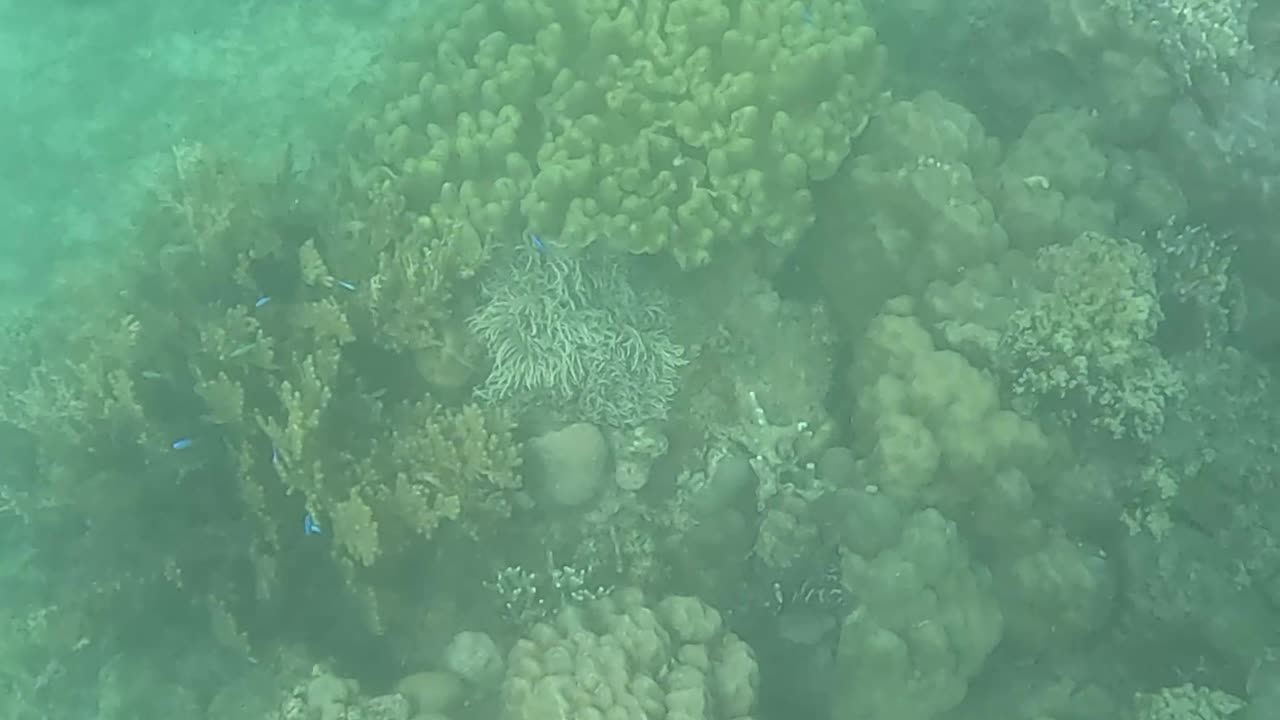 Afternoon Snorkeling