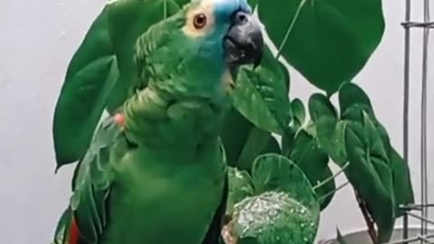 Parrot Dropping Voice in English