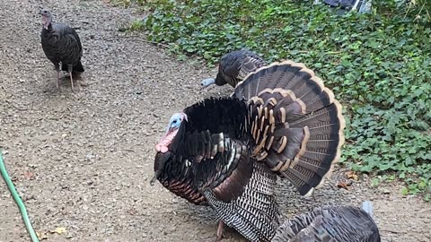 Wild TURKEY Big Pimpin' Shows off to the ladies!🤣🥹🦃