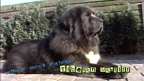 Tibetaanse mastiff, Tibetan Mastiff