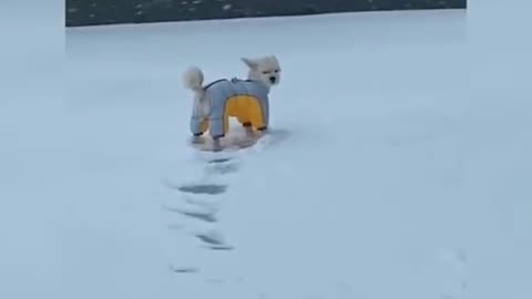 Dogs playing in snow part 2