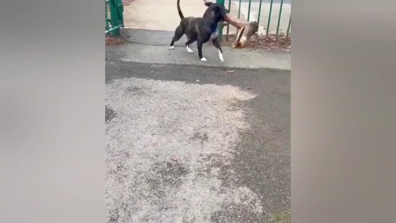 🐶😂 Hilarious Pet Antics Compilation | Try Not to Laugh! 🎬